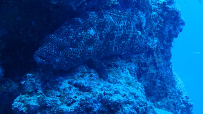 Epinephelus maculatus