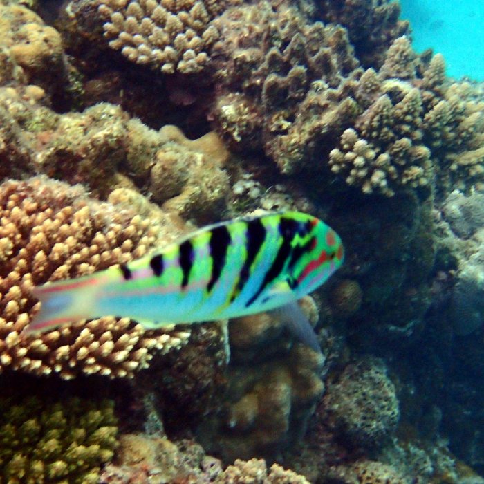 Thalassoma hardwicke