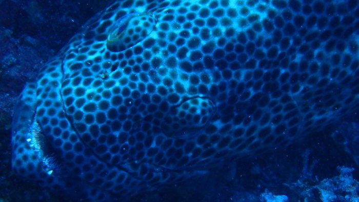 Epinephelus maculatus