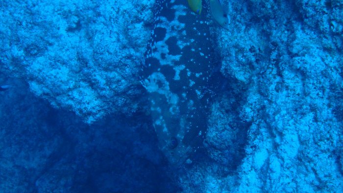 Epinephelus coioides