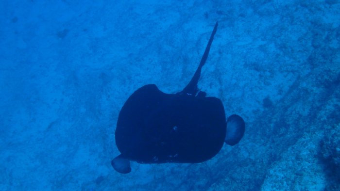 Taeniura meyeni