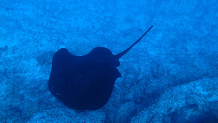 Taeniura meyeni