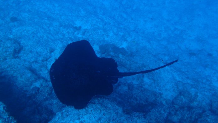 Taeniura meyeni