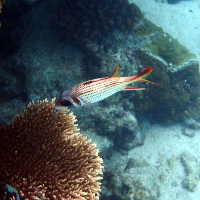 Neoniphon sammara