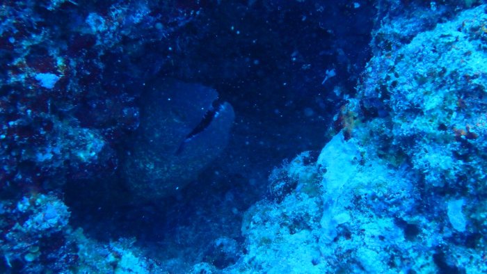 Gymnothorax javanicus