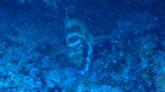 Epinephelus fasciatus
