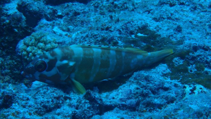 Epinephelus fasciatus