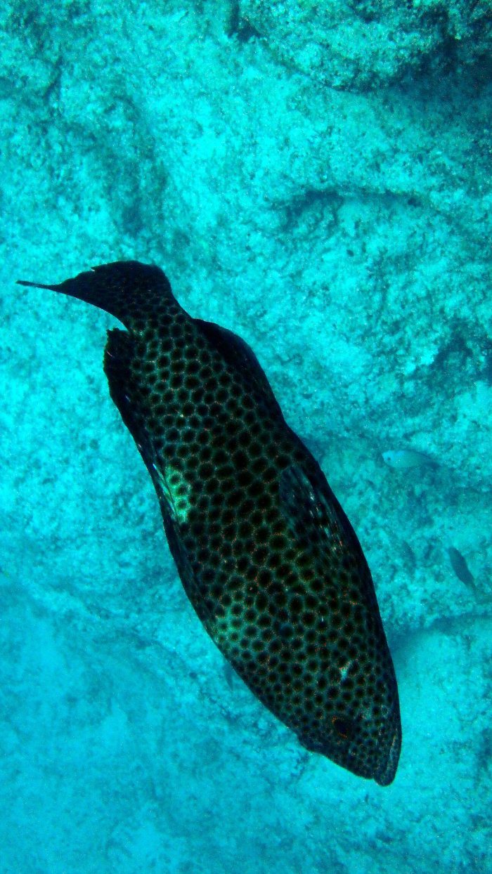 Epinephelus maculatus