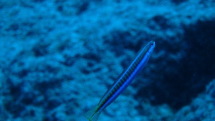 Aspidontus dussumieri