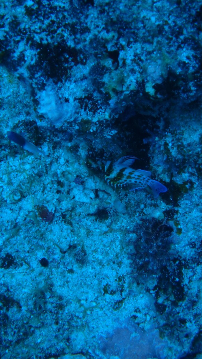 Cirrhitichthys falco