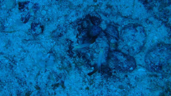 Nemateleotris magnifica