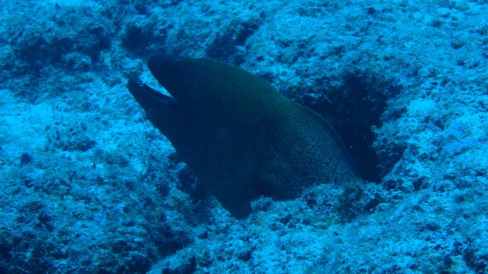 Gymnothorax javanicus