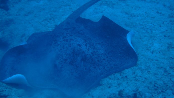 Taeniura meyeni