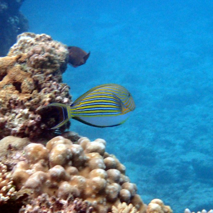 Acanthurus lineatus