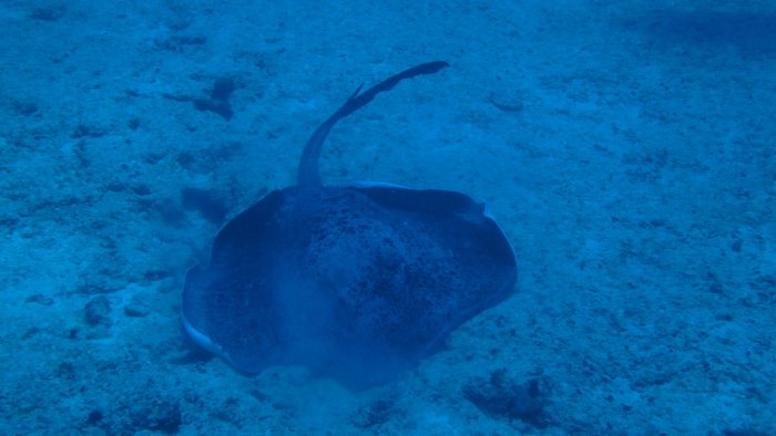 Taeniura meyeni