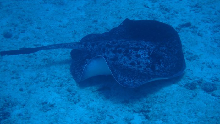 Taeniura meyeni