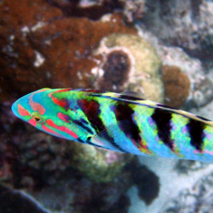Thalassoma hardwicke