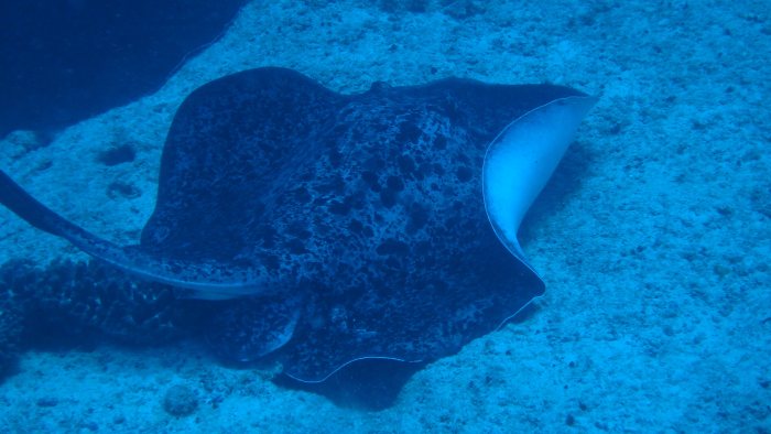 Taeniura meyeni