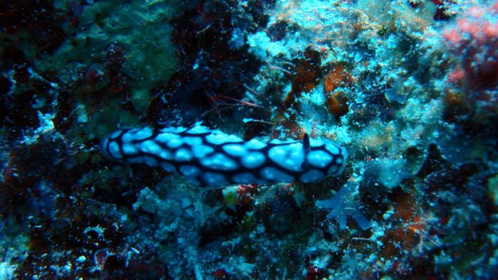 Phyllidiella pustulosa