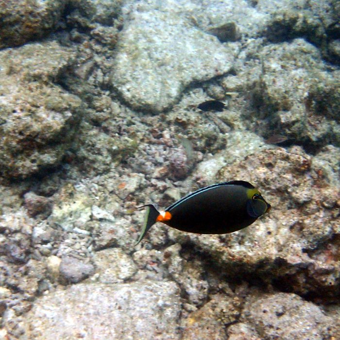 Naso lituratus