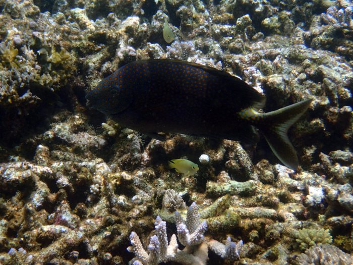 Siganus punctatus