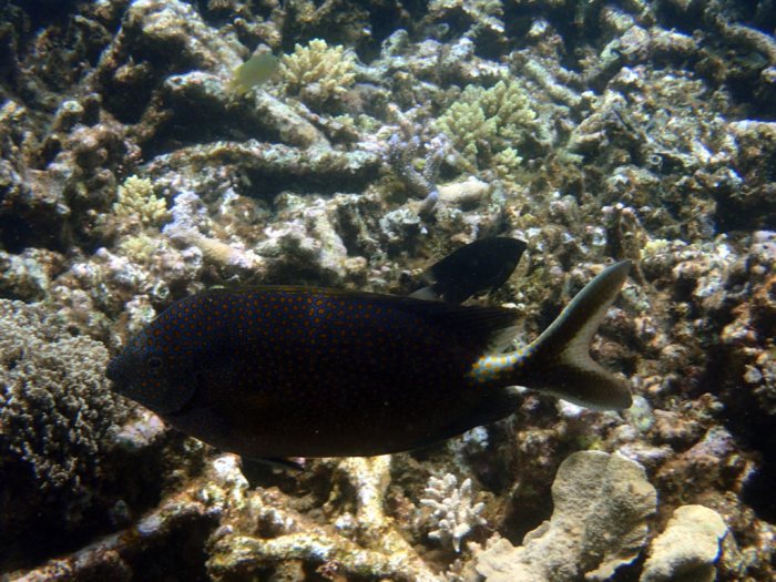 Siganus punctatus