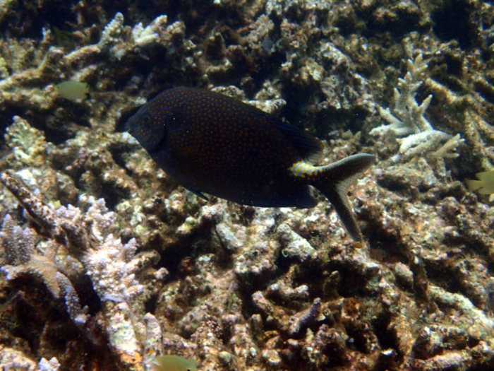 Siganus punctatus