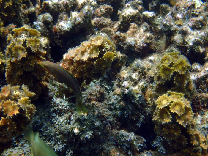 Turbinaria ornata