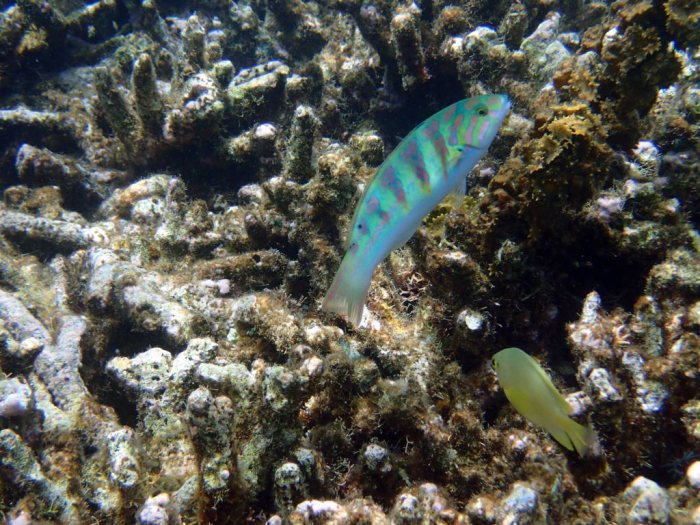 Thalassoma hardwicke