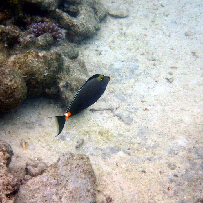 Naso lituratus