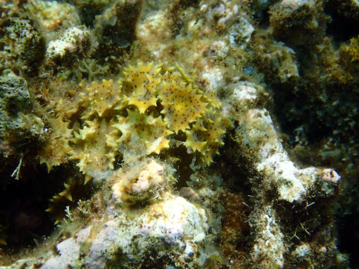 Turbinaria ornata