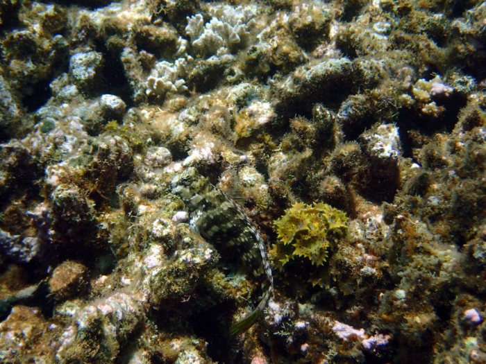 Salarias fasciatus