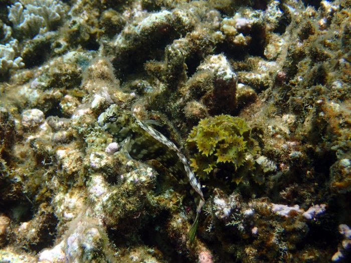 Salarias fasciatus