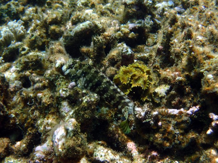 Salarias fasciatus