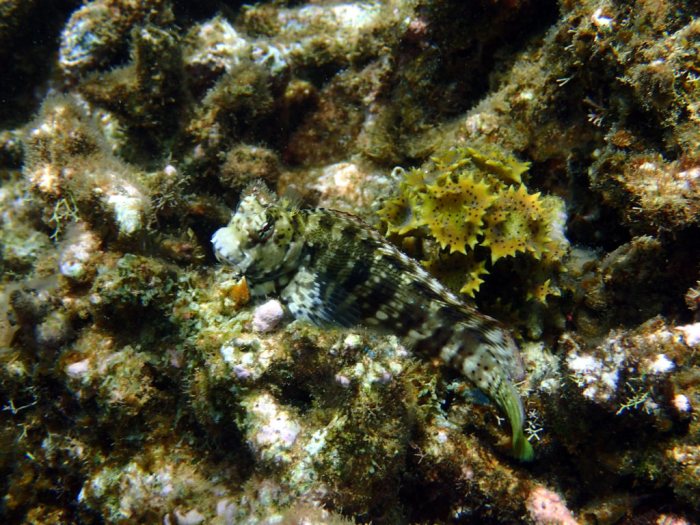 Salarias fasciatus
