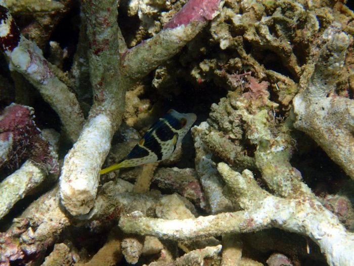 Canthigaster valentini