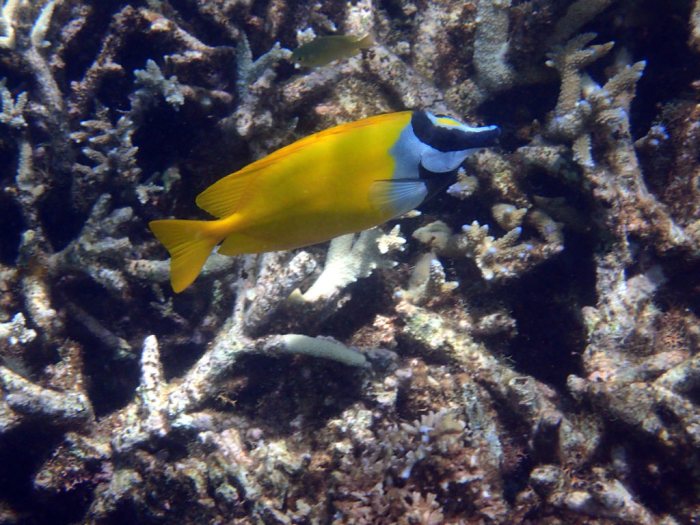 Siganus vulpinus