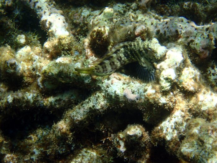 Salarias fasciatus