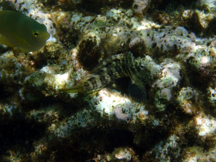 Salarias fasciatus