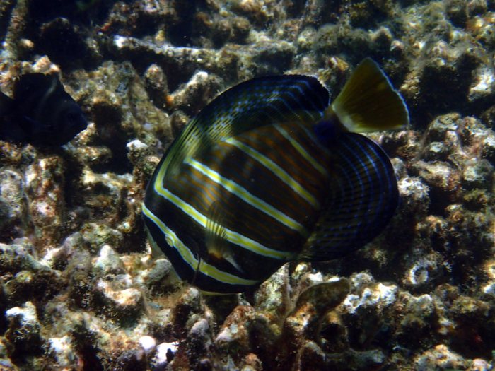 Zebrasoma velifer