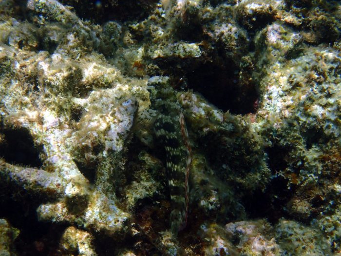 Salarias fasciatus