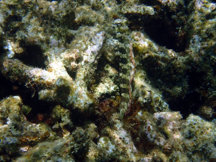 Salarias fasciatus