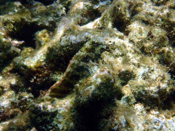 Salarias fasciatus