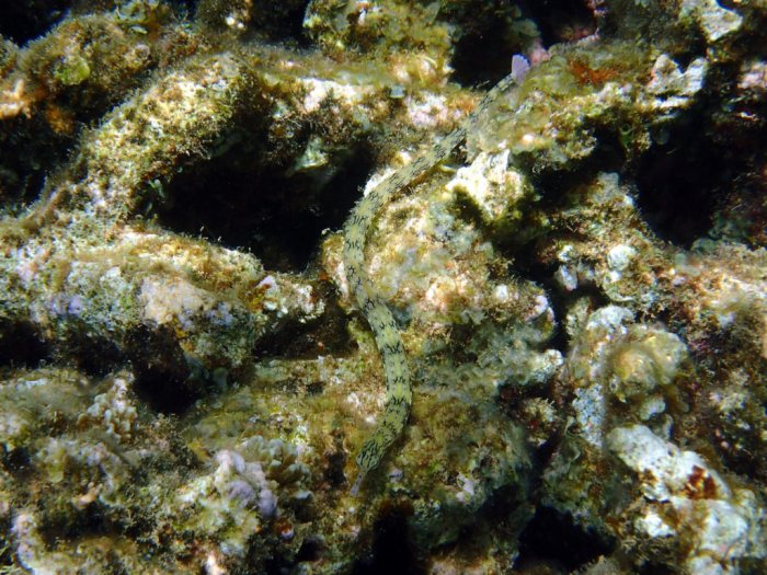 Corythoichthys haematopterus