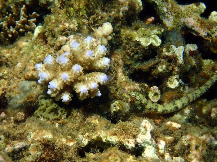 Corythoichthys haematopterus