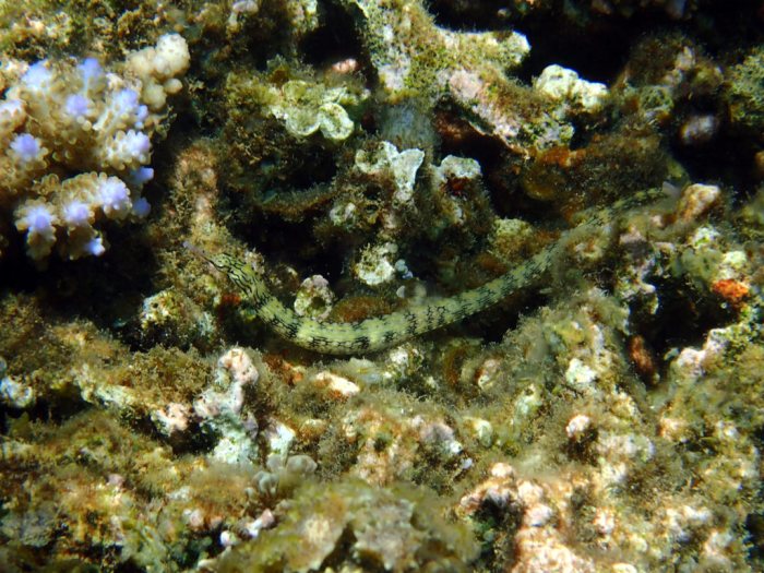 Corythoichthys haematopterus