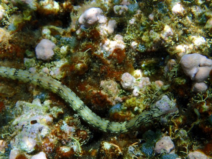 Corythoichthys haematopterus