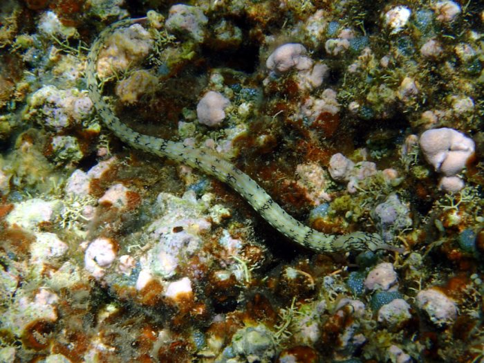 Corythoichthys haematopterus