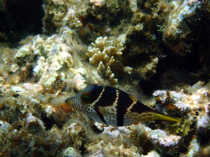 Canthigaster valentini