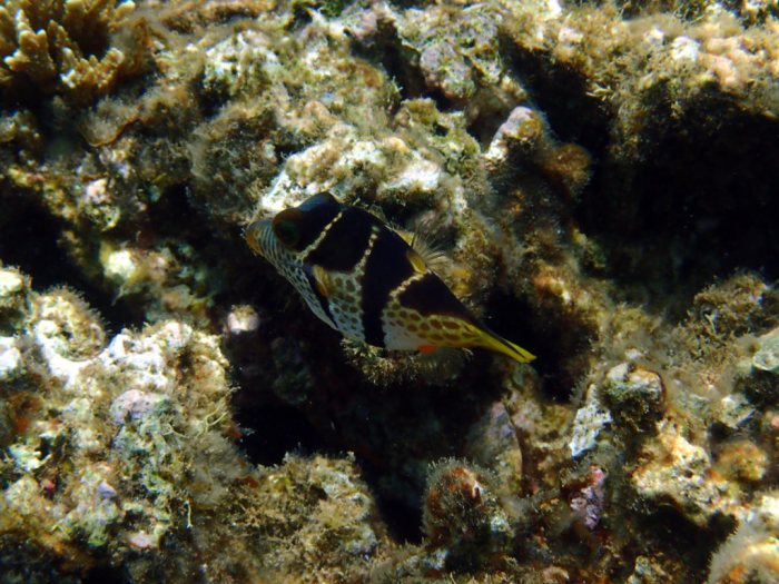 Canthigaster valentini
